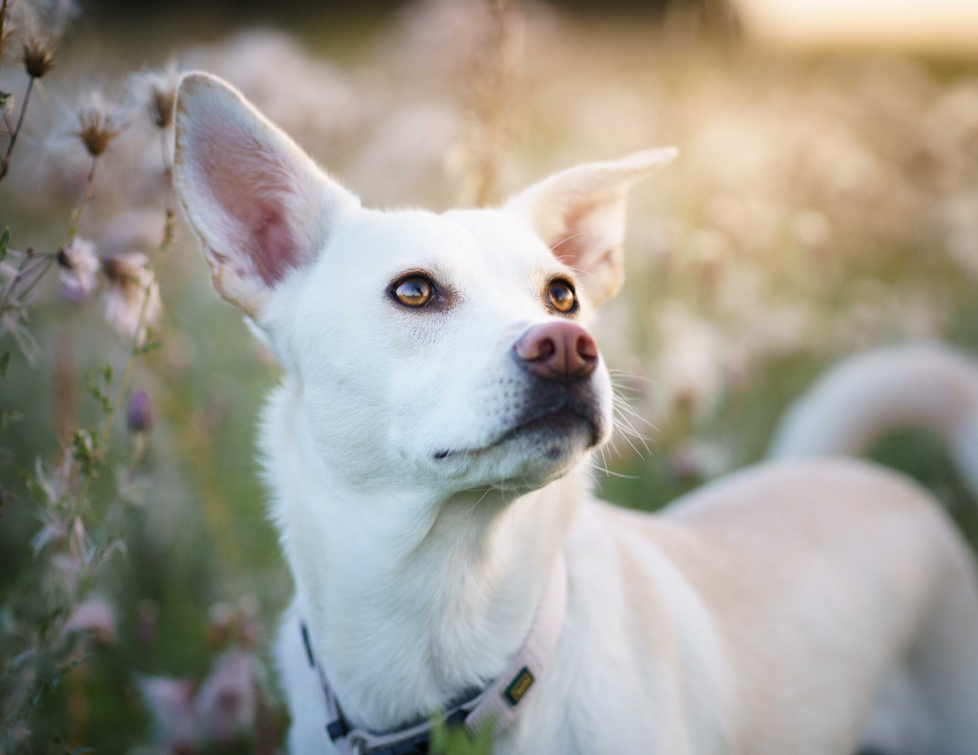 Weißer Hund