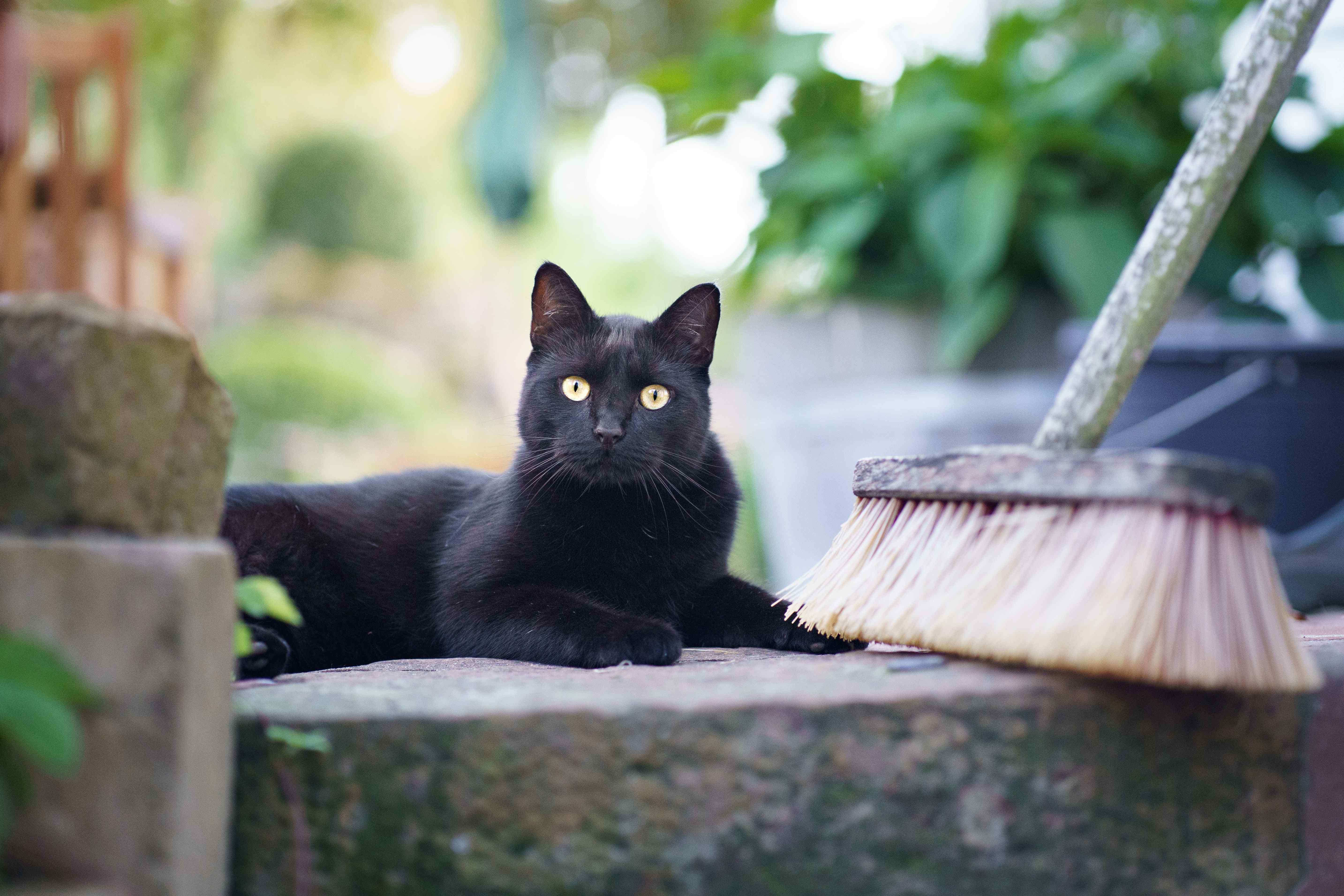 Schwarze Katze liegt neben einem Besen
