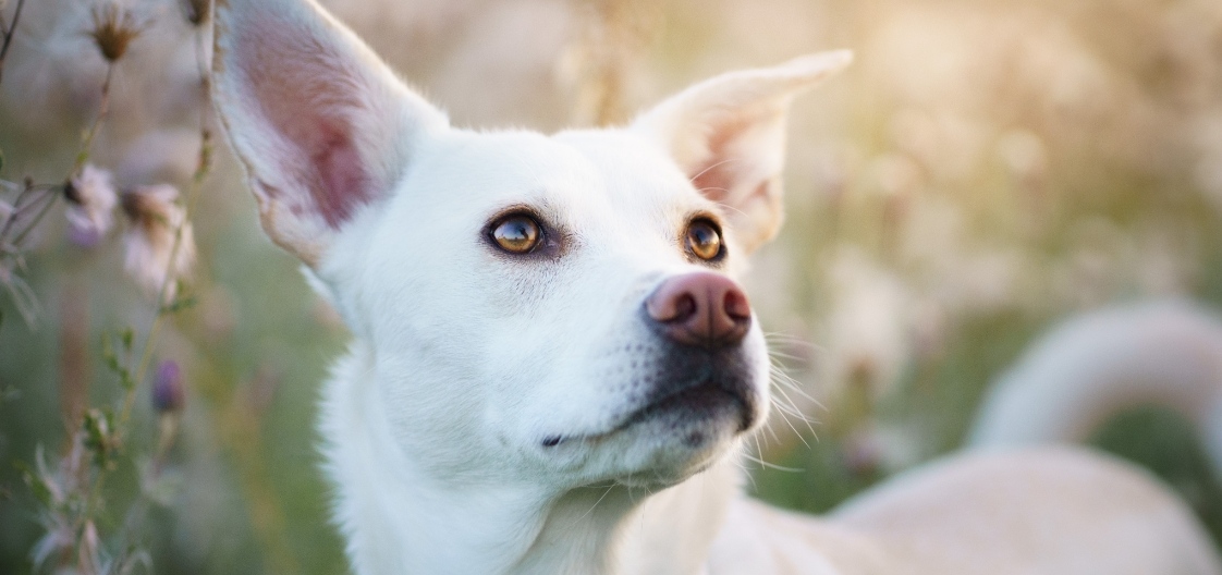 Hund im Getreidefeld