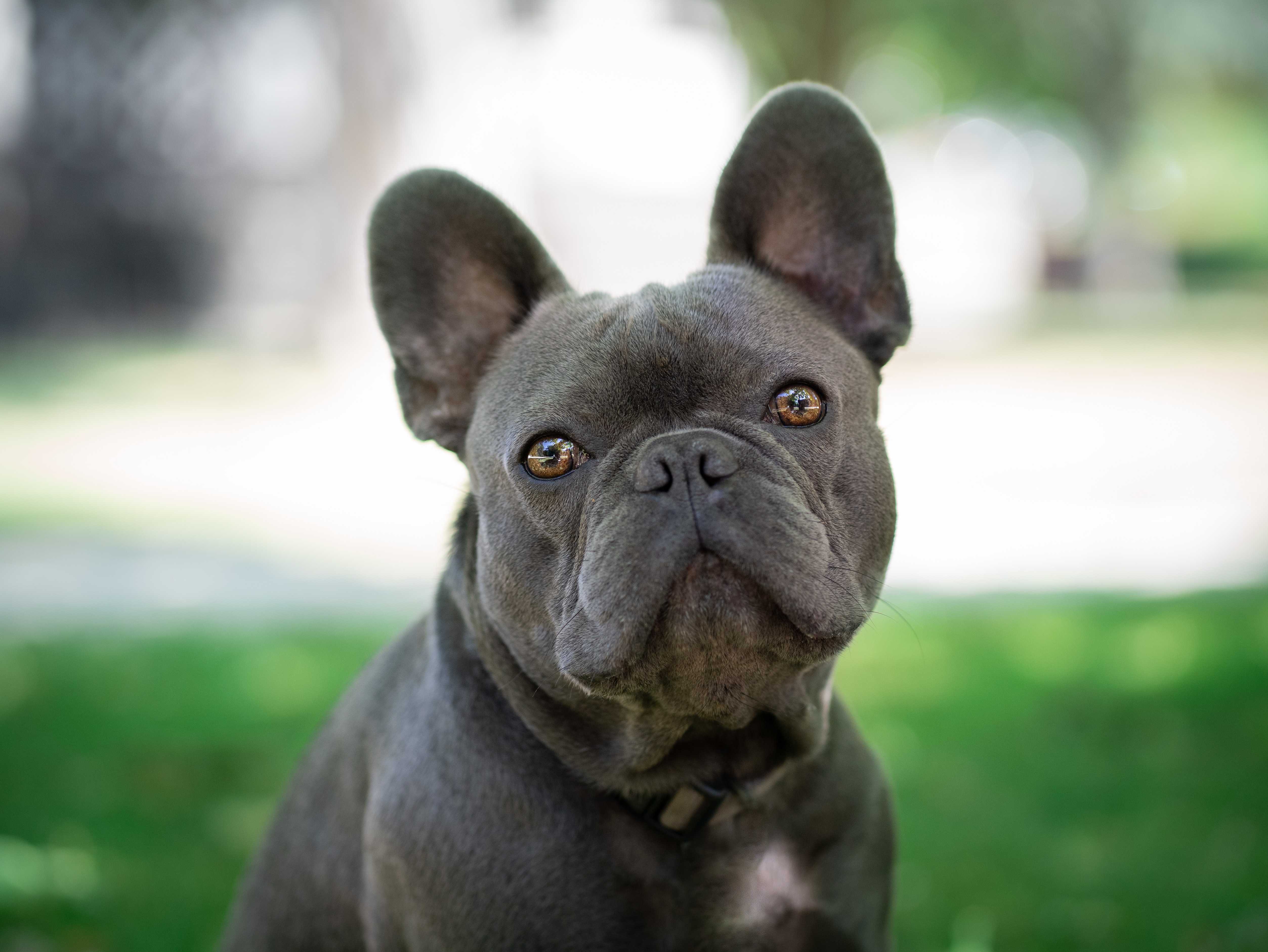Bux - Schwarzer Bulldog